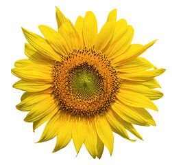 Fototapeta premium Blooming sunflower isolated on white background