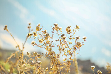 snow covered branches