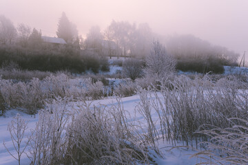 morning in the forest