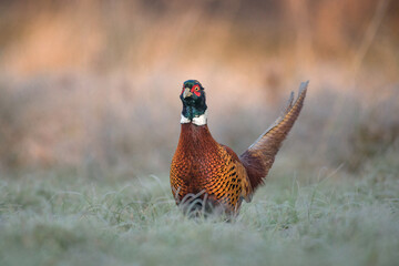 Ptak bażant na oszronionej łące o wschodzie słońca.