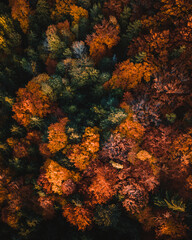 Fototapeta na wymiar colorful forest in autumn aerial view