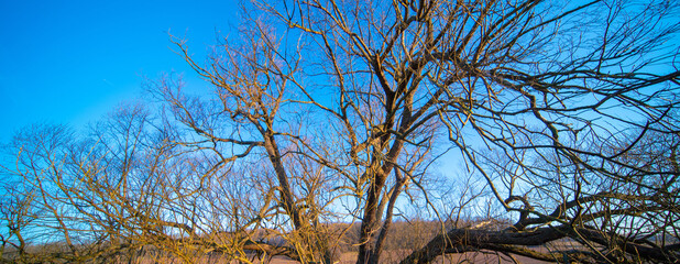 Tree trunk and early morning sunrise in spring