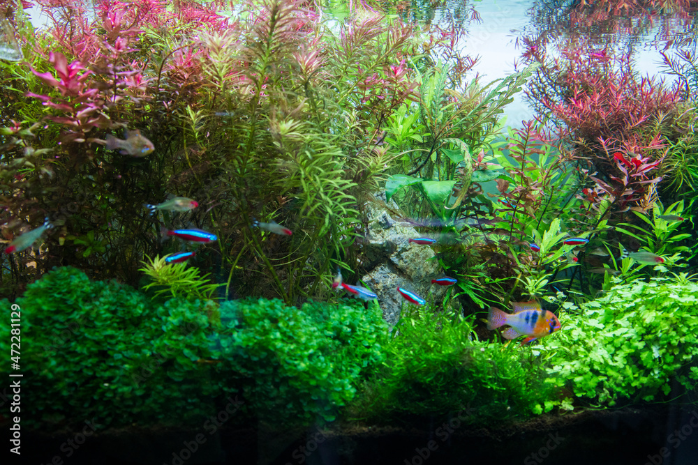 Poster planted fresh water aquarium with cardinal tetra fish and platinum angelfish