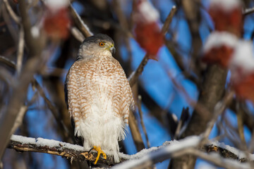 Cooper's hawk (Accipiter cooperii) in winter