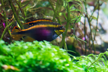 Pelvicachromis pulcher, krib, common krib, red krib, super-red krib and rainbow krib, along with rainbow cichlid and purple cichlid	
