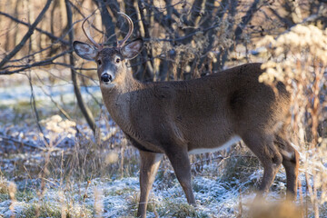 white tailed deer in rut