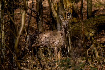 Bambi In The Forest
