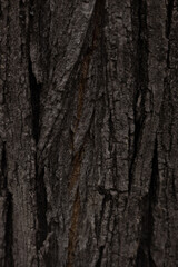 Obraz premium Tree texture