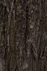 Fototapeta premium Tree texture