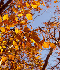 Autumn tree leaves on sky background. Golden autumn.