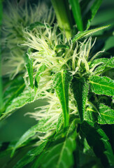 Ripe cannabis plant - Northern Light. Blooming female marijuana flower and leaves growing in homemade garden. Deep depth of field and blurred background.  Hemp Illuminated by sunlight. Close-up.