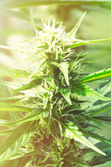 Ripe cannabis plant - Northern Light. Blooming female marijuana flower and leaves growing in homemade garden. Shallow depth of field and blurred background.  Hemp Illuminated by sunlight. Close-up.