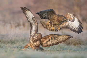Latające myszołowy na oszronionej łące o poranku