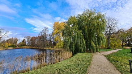 Beautiful willow trees with branches drooping to the surface of the water reservoir