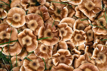 Lots of mushrooms .Mushrooms close -up shot from above ..