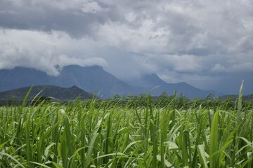 green grass and blue sky