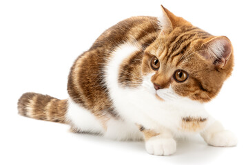 Portrait cat closeup peeking in on banner, isolated on white background. Copy space.