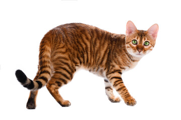 Toyger cat stands on a white background