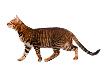Toyger cat stands on a white background