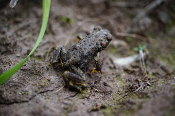 Naklejka premium Rana