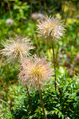 Vegetation and flora of the sorteny natural park in the middle of the pyrenees, Andorra, Catalonia, Europe