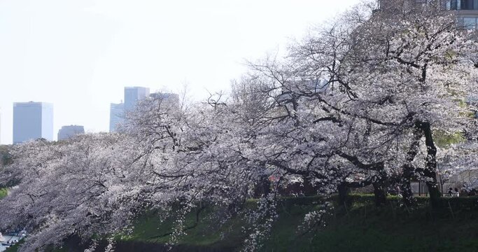 Cherry blossoms at Chidorigafuchi park in Tokyo daytime