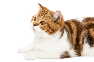 British cat lying on white background isolated