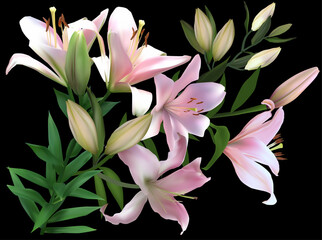 light pink lilly with five fine blooms on black