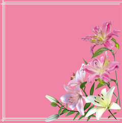 isolated on pink lilies corner