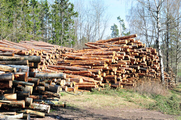 Timber logs in forest on a sunny day shot from the side.  Trees in the background. Horizontal photo.