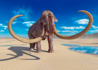 Obraz premium mammoth in the desert after rain is ready for action