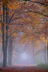 Fog in autumn coloured forest