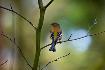 Common chaffinch / fringilla coelebs