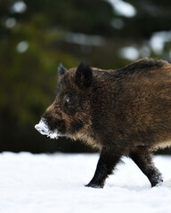 Wild boar closeup, snowy nose