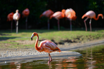 pink flamingo family in the water