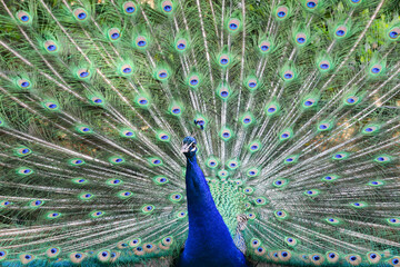 Obraz premium peacock with feathers out