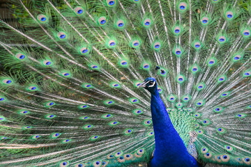 Obraz premium peacock with feathers out