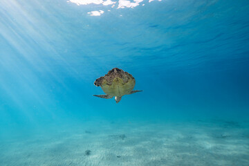 Fototapeta na wymiar Seascape with Hawksbill Sea Turtle in the shallow water of coral reef of Caribbean Sea, Curacao