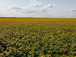 Clear blue sky over a sunflower field on a summer day. Farmer's field, aerial view.