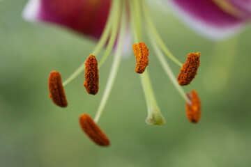 Pistil and stamens of lily covered with pollen, macro photo.
