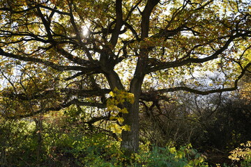 autumn tree leaves with sunlight