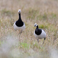 barnacle goose