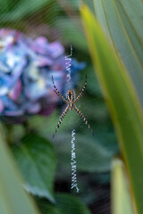 Yellow banded garden spider in a web and hydrangea