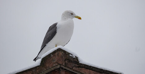 Seagull on a snow-covered roof