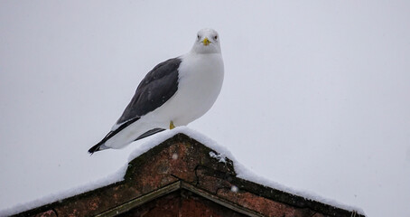 Seagull on a snow-covered roof