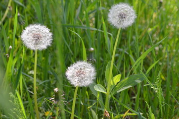 dandelion in grass