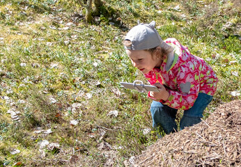 A child girl photographs an anthill on a smartphone. Girl 6 years old, walking in the spring forest.