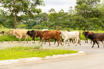Uma manada de gado em um parque dentro da cidade de Goiânia.