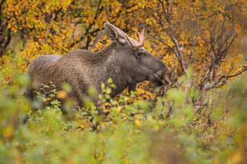 Elchbulle in Norwegen