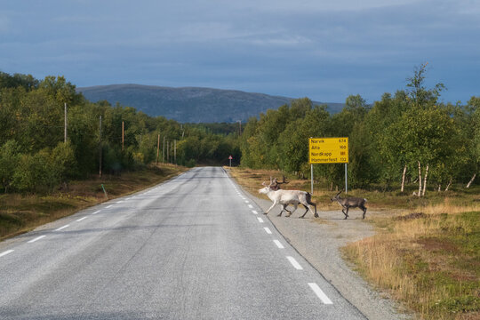 Rentiere queren Strasse